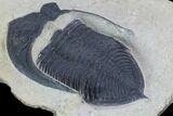 Bargain, Zlichovaspis Trilobite - Atchana, Morocco #100382-4